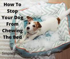 We did not find results for: How To Stop A Dog From Chewing The Bed In 3 Simple Steps Gentledogtrainers Com Au