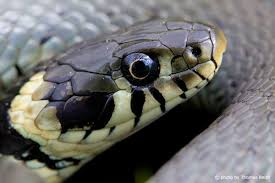 Die lokalnachrichten für den großraum delmenhorst mit hude, harpstedt, ganderkesee und wildeshausen. Ringelnatter Natrix Natrix Steckbrief Infos Beschreibung Fotos
