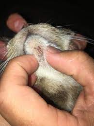 I am afraid it is larger than i ever remember feeling before. Underneath My Cats Chin Indoor Cat No Known Health Issues Any Ideas Cats