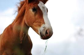 Veterinarians, kennels, pet boarding & kennels. Equine Programs Veterinary Extension College Of Veterinary Medicine University Of Florida