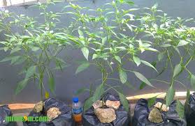 Dalam pertanian utamanya dalam masalah persemaian atau penanaman cabe di dalan polybag, pastinya kita harus mengetahui. 6 Tahap Cara Menanam Cabai Merah Dalam Pot Atau Polbag Agar Buah Lebat Berita Pertanian Tips Berkebun Mitalom