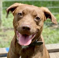 Lucky lab rescue & adoption is a nonprofit 501c3 rescue organization. Dog For Adoption Boss A Chocolate Labrador Retriever Pit Bull Terrier Mix In Dallas Tx Petfinder