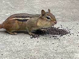 The only problem is i don't get many orioles(8 total in 7 weeks) and it doesn't take them long to eat the jelly. 7 Steps To Get A Hudson Valley Chipmunk To Come Up To You