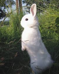Toujours Debout Ce Petit Lapin Rabbit Lapin Lapinnain Cute Nature Animaux Animal Animauxdelaferme Sun Ete Soleil Lapin Petit Lapin Lapin Nain