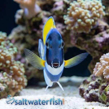 Powder Blue Tang - Tangs - Saltwater Fish