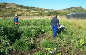 Elle est située à pretoria, la capitale du pays, et son ambassadeur est, depuis 2019, aurélien lechevallier. Fermele Albilor In Africa De Sud Implicarea Statelor Unite Dcnews