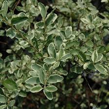 Image result for Ligustrum sinense
