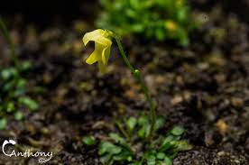 Image result for Genlisea subglabra