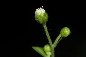 Image result for Adenostemma viscosum