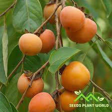 Image result for Diospyros
