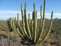 When starting it from a seedling, provide organ pipe cactus with a shady spot for a few years. Stenocereus Thurberi Organ Pipe Cactus World Of Succulents