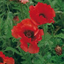 Turkenmohn Rot Winterharte Stauden Pflanzen Staudengarten