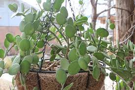 What vegetable has a creeping vine with large yellow flowers? A Most Unusual Succulent Vine Alice Liles