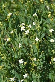 Image result for Montinia