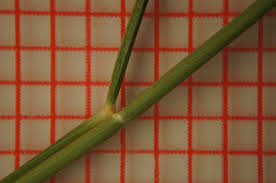 Image result for Eragrostis cylindriflora