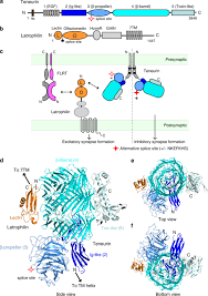 Alternative splicing controls teneurin-latrophilin interaction and synapse  specificity by a shape-shifting mechanism | Nature Communications