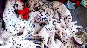 Find a new best friend & adopt a pet near you. Cheap Dalmatian Puppies Near Me Home Facebook