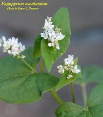 Image result for Fagopyrum esculentum