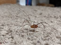 The legs continue to twitch after they are detached. 6 Ways To Get Rid Of Daddy Long Legs Naturally Bugwiz