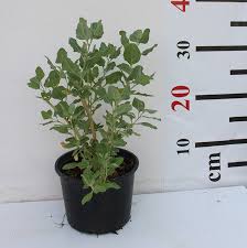 Image result for Atriplex halimus