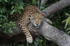 Bildergebnis für John Shaw