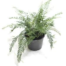 Image result for Asplenium smedsii