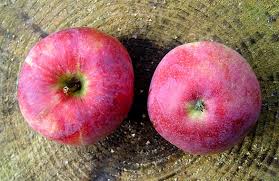 Contribute to pongasoft/jamba development by creating an account on github. Alte Obstsorten Alte Apfelsorten Ihr Obstbaum Shop Www Alte Obstsorten Online De Sommerapfel Apfelbaum Jamba 69 Apfelsorten Direkt Aus Der Obstbaumschule