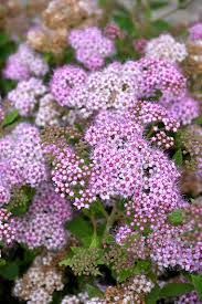 Image result for Spiraea japonica ´Little Princess