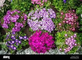 Image result for Pericallis