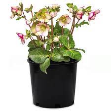 170mm Sophie S Delight Winter Rose Helleborus Hybrid Winter Rose Winter Flowers Rose