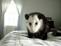 Pin By Amanda Love On Possums Opossum Awesome Possum Cute Baby Animals