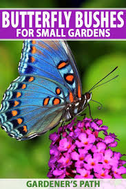 The leaves are lancet shaped and the bushes grow up to a height between. Best 6 Perennial Bushes To Attract Butterflies Gardener S Path