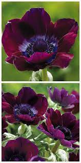 Burgundy Poppy Windflowers Beautiful Flowers Poppy Flower Anemone Flower