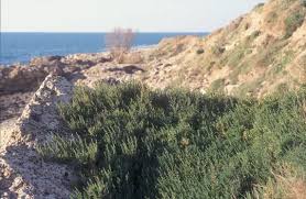 Image result for Suaeda monoica