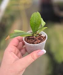 Image result for Aerangis kotschyana