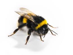 Black And White Striped Ground Bees Big Black Bee Bumblebee Vs Carpenter Bee Best Bee Brothers