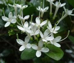 Image result for Pavetta uniflora