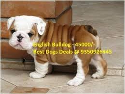 Get a boxer, husky, german shepherd, pug, and more on kijiji, canada's #1 daphne's lovely litter of 8 purebred english bulldog puppies born january 19! English Bull Dog Puppies At Best Price In Faridabad Haryana Best Dogs Deals