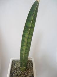 Image result for Sansevieria sinus-simiorum