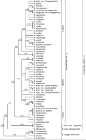 Image result for Scleria melanotricha