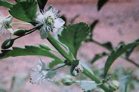 Image result for Scoparia dulcis