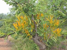 Image result for Agelanthus