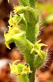 Image result for Holothrix villosa
