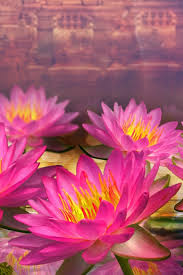 Lotus Flower Iphone 1570509 Hd Wallpaper Backgrounds Download Lotus flower hd wallpaper size is 1930x1430, a 1080p wallpaper, file size is 197.12kb, you can download this wallpaper for pc, mobile and tablet. lotus flower iphone 1570509 hd