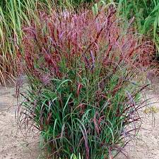 Image result for Panicum gilvum
