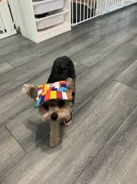 Absolutely thrilled with untangled mobile pet spa! King S Mobile Pet Grooming Spa 26 Photos 34 Reviews Pet Groomers Burbank Ca Phone Number Yelp