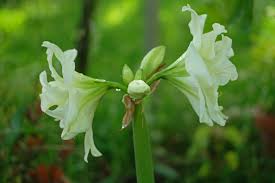 Warmenhoven is a dutch family company founded in 1885, specialist in alliums and amaryllis. Amaryllis Im Garten