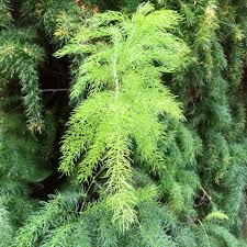 Image result for Asparagus radiatus