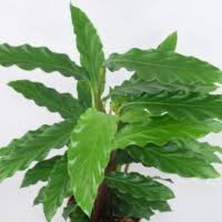 Image result for Halopegia