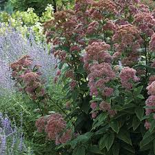 Joe pye weed a beautiful perennial plant with many uses. Little Joe Joe Pye Weed Finegardening